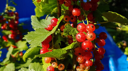 berries on a branch of red currant. natural summer vitamins