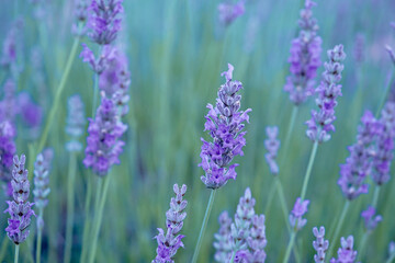 Fototapeta premium Lavender purple flowers blooming