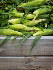 harvested ears of corn in a bin