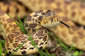 close up of a snake