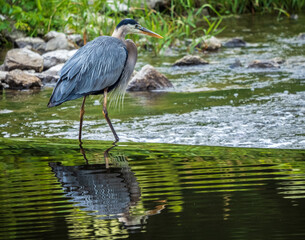 Great Blue Heron fishing in river