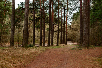 dirt road through a pine forest on a spring day
