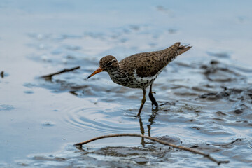 sandpiper in water