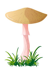 Vector mushroom isolated on a white background