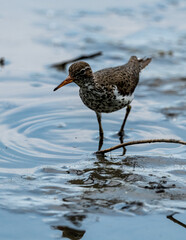sandpiper in the shallow water 