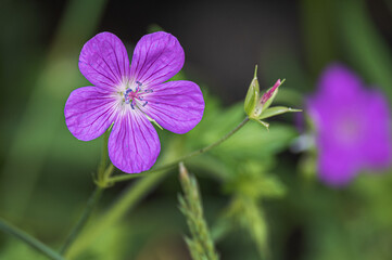 Fototapeta premium Lila Feldblume freigestellt vor viel grün