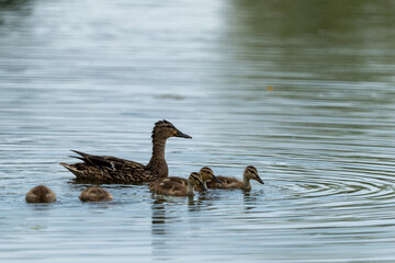 duck and ducklings