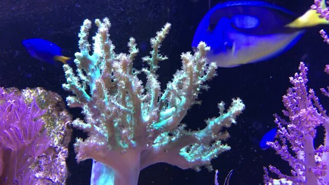 Eine Koralle im Meerwasseraquarium.