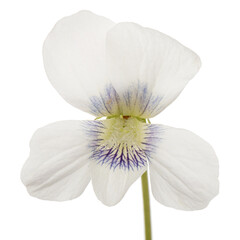 Obraz na płótnie Canvas White flower of the violet, lat. Viola odorata, isolated on white background