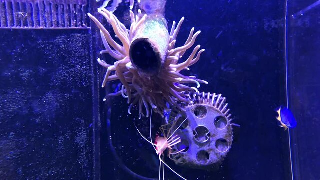 Eine Anemone, Feueranemone sitzt am Wassereinlauf zusammen mit einer Garnele.