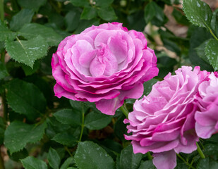 purple roses in garden