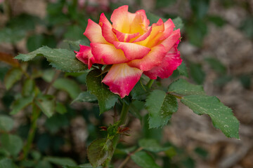 red and yellow rose