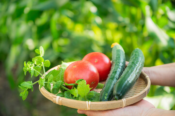 収獲した新鮮野菜を持つ女性