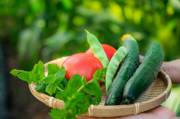 収獲した新鮮野菜を持つ女性