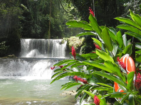 Entering YS Falls in Jamaica, one sees colorful bromeliad plants. Visitors may walk across the lower ledge and jump about 10 feet into the falls' pool below, or swing on the rope from trees above.