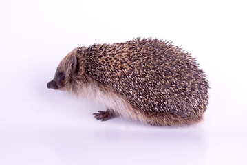 Cute wild European Hedgehog Isolated on White Background.