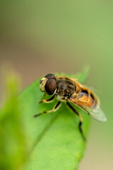 fly on a leaf