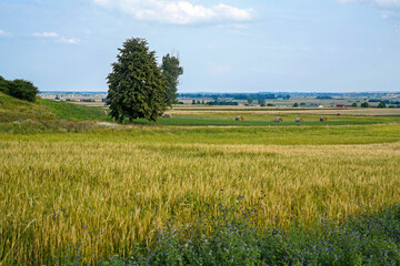 summer rural landscape of hay bales on farmland