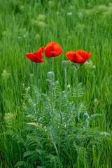red poppy in the field