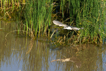 great grey heron in flight