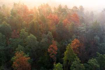 Dying mountain forest in the morning mist.