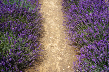 path between violet lavender flowers