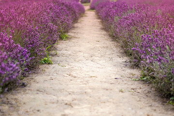 path between violet lavender flowers
