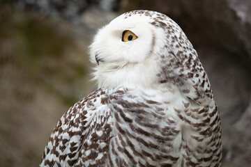 A characteristic bird of the arctic tundra, the snowy owl