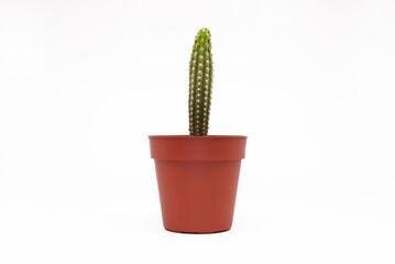green small cactus on white background