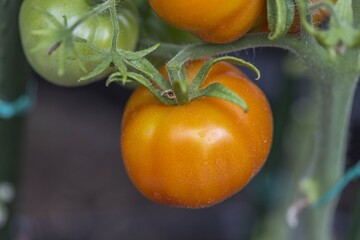 Close up view of red tomato in greenhouse. Organic food concept.