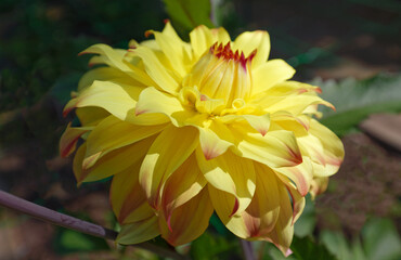 The close-up of beautiful yellow Dahlia flower .