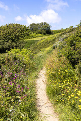 Fototapeta na wymiar The beautiful rugged south coast of Guernsey, Channel Islands UK - Wild flowers beside the coastal footpath near Petit Bot