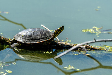 Obraz premium turtle in the pond