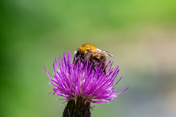 Bombus pascuorum, the common carder bee, is a species of bumblebee present in most of Europe