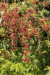 Fototapeta na wymiar September on Exmoor National Park - An abundant crop of haw berries in early autumn near Horner, Somerset UK