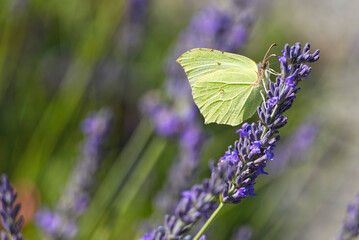 Common brimstone butterfly (Gonepteryx rhamni) sitting on lavender in Zurich, Switzerland