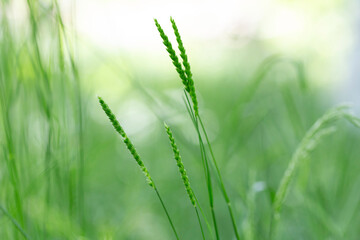 Cynosurus cristatus, the crested dog's-tail, is a short-lived perennial grass in the family Poaceae.
