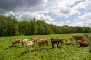 Naklejka na ściany i meble Cows grazing on a spring meadow in sunny day