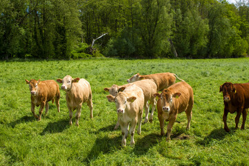 Fototapeta premium Cows grazing on a spring meadow in sunny day
