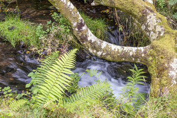 A stream on Exmoor National Park in early autumn - Weir Water near Robbers Bridge, Somerset UK