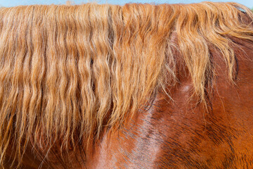 Closeup shot of the wavy, thick red mane of the horse with beautiful wavy hair. © Alexey Popov/Wirestock
