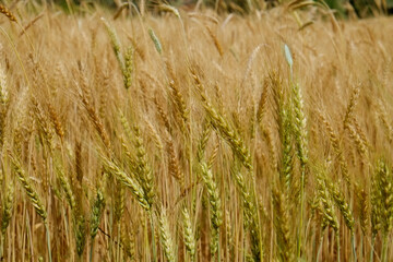 Harvesting season concept. Macro shot of golden wheat ears at large cultivation field in soft orange midday light. Background, close up, copy space for text.