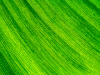Close up the banana leaves of spotted plant background.