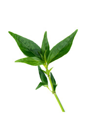 Close up of Kariyat leaves or The Creat plant.