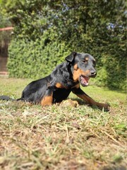 dog on grass