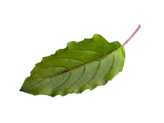 Close up Holy basil, Thai basil leaf on white background.