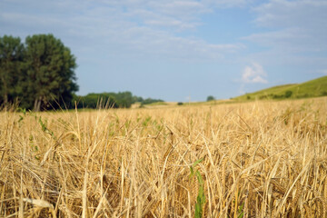 nature landscape of rye field