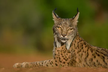 Photo sur Plexiglas Lynx Lince Iberico