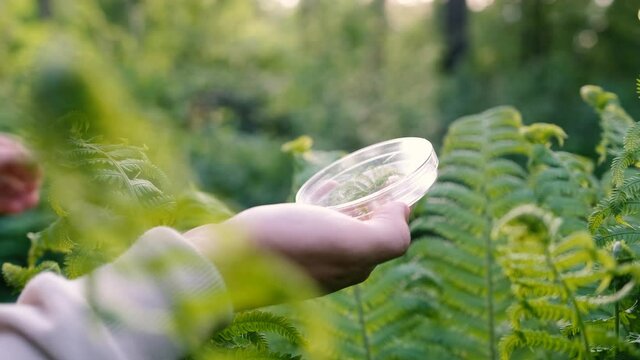 Close-up hands of a male biologist examining a plant in the forest. Scientist analyzing leaves, studying flora