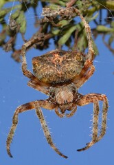 Spider posing.